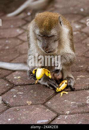 Malesia, 10 luglio 2022 - scimmia che mangia una banana. Foto Stock