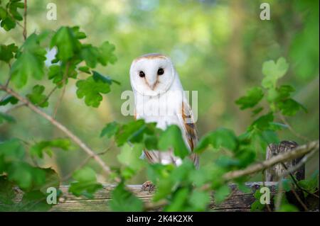 Gufo di fienile (Tyto alba) salvato e riabilitato arroccato su un palo di recinzione in legno coperto da foglie. Foto Stock