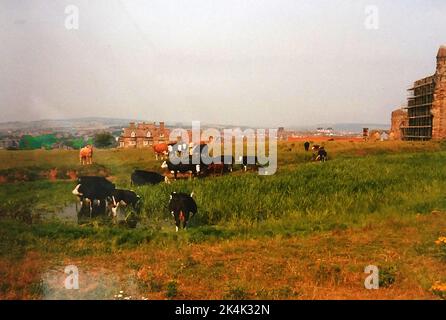 Whitby, North Yorkshire, UK --Una fotografia del 1980 circa di bestiame che si addlina nel Whitby Abbey Pond, allora troppo cresciuto. Whitby Abbey può essere visto dietro. Lo stagno, una volta parte di una coppia, ora è liberato e circondato da un percorso dei visitatori. Foto Stock