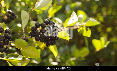 Frutti di chokeberry (melanocarpa di Aronia, chokeberry nero), nel tardo pomeriggio in un giardino Foto Stock