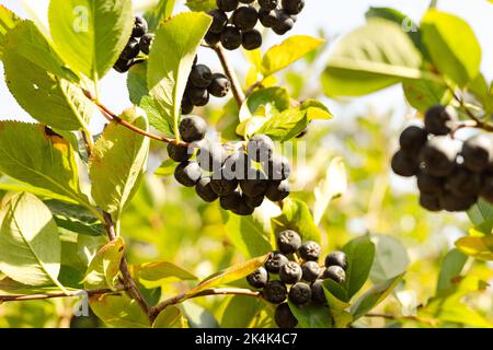 Cespuglio di chokeberry (melanocarpa di Aronia, chokeberry nero) alla luce del sole del pomeriggio Foto Stock