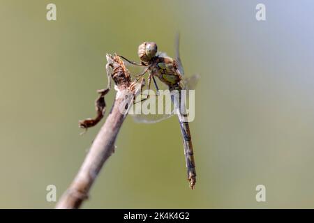 Femmina darter comune (Sympetrum striolatum) in estate, Sussex, Regno Unito Foto Stock