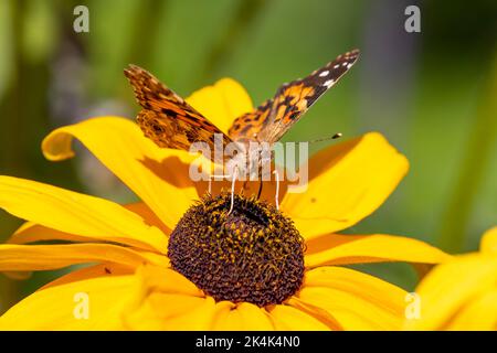 Farfalla donna dipinta (Vanessa cardui) che si nutrono di un fiore giallo, Sussex, UK Foto Stock