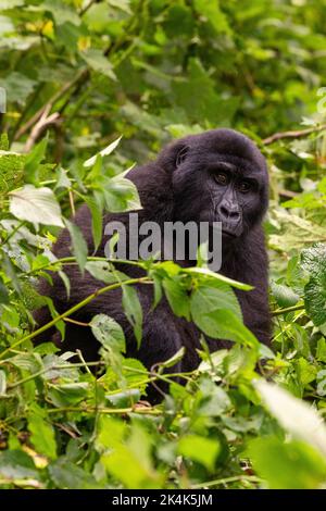 Gorilla femmina adulta, gorilla beringei beringei, nel lussureggiante fogliame della foresta impenetrabile di Bwindi, Uganda. Un membro della famiglia Muyambi Foto Stock