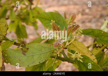 Particolare di alcuni nuovi germogli di foglie e piccoli fiori di avocado su un ramo con foglie danneggiate da parassiti o malattie Foto Stock