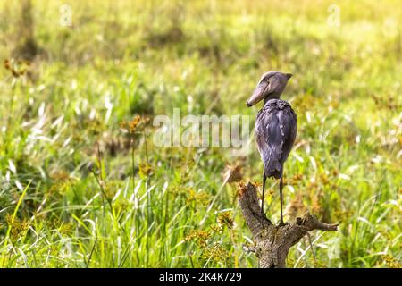 Shoebill cicogna, balaeniceps rex, arroccato su un tronco di albero morto sopra la palude del Parco Nazionale della Regina Elisabetta, Uganda. Foto Stock