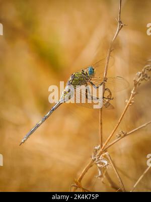Orthetrum trinacria femmina, Dragonfly Long Skimmer in cespuglio secco, Andalusia, Spagna. Foto Stock
