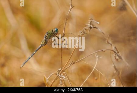 Orthetrum trinacria femmina, Dragonfly Long Skimmer in cespuglio secco, Andalusia, Spagna. Foto Stock