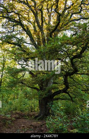 Il possente vecchio albero di quercia chiamato 'Rapp-Eiche' nell'antica foresta di 'Urwald Sababurg', Reinhardswald, Assia, Germania Foto Stock