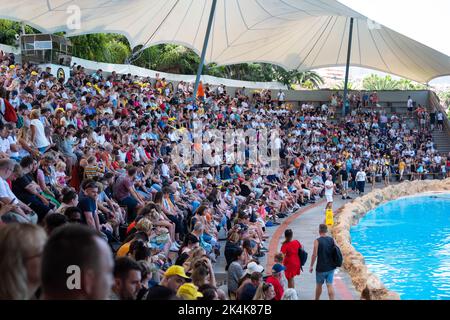 Tenerife, Spagna - Agosto, 2022: Folla di persone, pubblico di Dolphin show al loro Parque a Tenerife Foto Stock