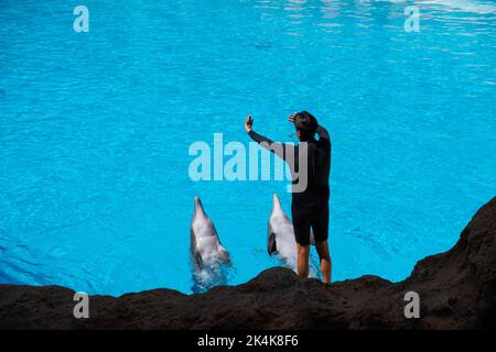 Tenerife, Spagna - Agosto, 2022: Allenatore di animali e delfino al loro Parque a Tenerife Foto Stock