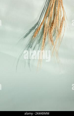 Orecchie di segale dorate, spikelets di cereali gialli asciutti con ombra su sfondo chiaro, primo piano, spazio copia. Foto di alta qualità Foto Stock