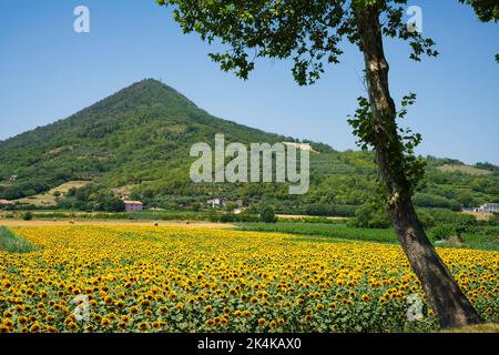 Paesaggio rurale sui Colli Euganei, in provincia di Padova, Veneto, Italia, in estate Foto Stock