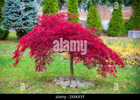 Acer palmatum 'dissectum attropurpureum'. Acer albero palmatum con foglie rosse nel parco, in autunno Foto Stock