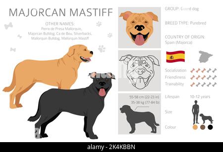 Majorcan Mastiff clipart. Set di tutti i colori del mantello. Infografica sulle caratteristiche di tutte le razze di cani. Illustrazione vettoriale Illustrazione Vettoriale