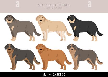 Molosso della clipart di Epiro. Set di tutti i colori del mantello. Infografica sulle caratteristiche di tutte le razze di cani. Illustrazione vettoriale Illustrazione Vettoriale