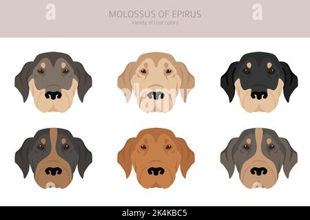 Molosso della clipart di Epiro. Set di tutti i colori del mantello. Infografica sulle caratteristiche di tutte le razze di cani. Illustrazione vettoriale Illustrazione Vettoriale