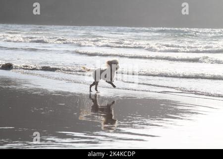 Cane che corre sulla spiaggia. Foto di Nikki Attree Foto Stock