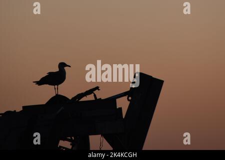 Retroilluminazione realizzata con un gabbiano arroccato al tramonto Foto Stock