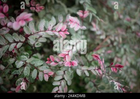 Foglie bianche con fondo verde chiaro e rosa di cespugli di neve o fiori di fiore Foto Stock