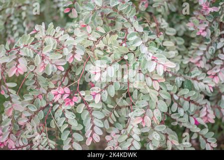 Foglie bianche con fondo verde chiaro e rosa di cespugli di neve o fiori di fiore Foto Stock