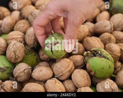 Una donna che raccoglie una noce appena raccolta da un mucchio di noci. Primo piano. Foto Stock