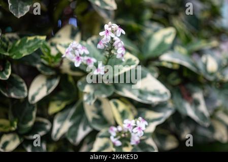 Fiori di falso erantemo viola con foglie variegate bianche e verdi Foto Stock