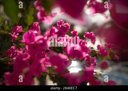 Per lo più offuscata e illuminata dal sole da dietro rosa Bougainvillea fiori primo piano Foto Stock