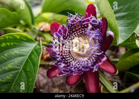 Viola frutto della passione fiore con petali rossi, passiflora alata Foto Stock