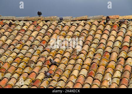 Piccioni su un vecchio tetto con tegole in ceramica rossa in Toscana Foto Stock