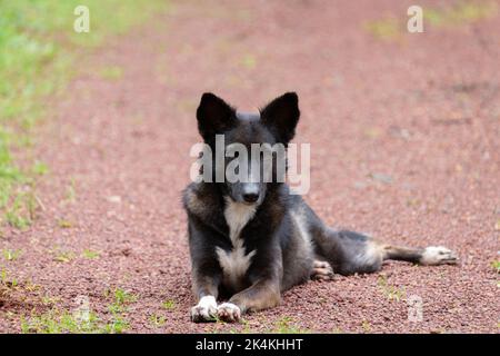 Un allarme e posa bianco e nero animale domestico femmina mongrel, poggiando a terra e guardando la fotocamera in India. Foto Stock