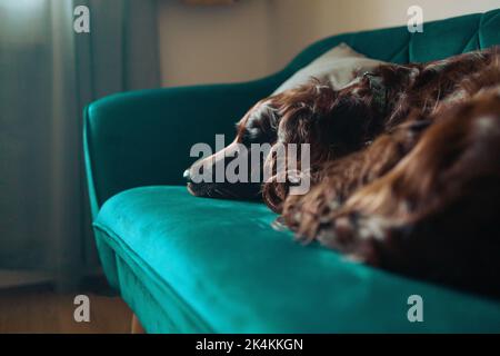 Primo piano di carino cane Irish Setter dai capelli lunghi sdraiato e addormentato sul divano in una casa accogliente Foto Stock