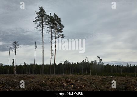 Alberi contro il cielo nuvoloso Foto Stock