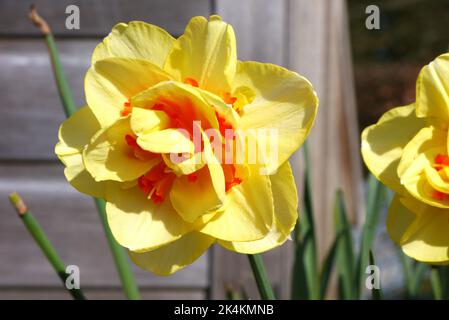 Singolo Narciso giallo & arancione/rosso ''Tahiti' (doppio Daffodil) Fiore cresciuto a RHS Garden Harlow Carr, Harrogate, Yorkshire, Inghilterra, Regno Unito. Foto Stock