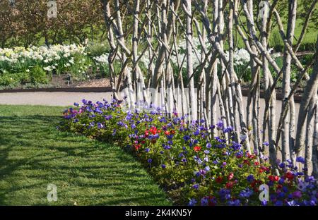 Colorful Anemone coronaria 'De Caen Group Mix' (Poppy) Flower Border a RHS Garden Harlow Carr, Harrogate, Yorkshire, Inghilterra, UK. Foto Stock