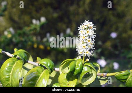 Single White Prunus laurocerasus 'Cherry Laurel' Fiori coltivati a RHS Garden Harlow Carr, Harrogate, Yorkshire, Inghilterra, UK. Foto Stock