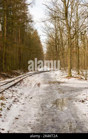 Strada forestale e binari ferroviari a scartamento ridotto in inverno, foresta in una giornata nuvolosa. Foto Stock