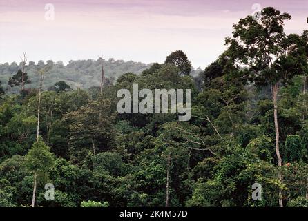 Malesia. Sabah. Vista sulla foresta pluviale con piantagione di palme da olio sullo sfondo. Foto Stock