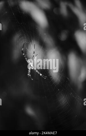 Foto in bianco e nero di un ragno nel mezzo di una rete nella zona di Cikancung - Indonesia Foto Stock