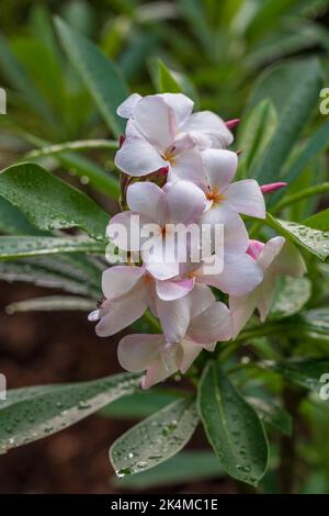 Primo piano di frangipani bianchi e rosa o plumeria cluster di fiori e boccioli con gocce di pioggia in giardino tropicale su sfondo naturale all'aperto Foto Stock
