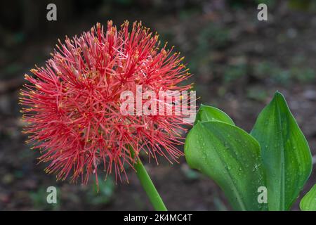 Vista in primo piano di un fiore rosso arancio luminoso del giglio di sangue, aka sadoxus multiforo in giardino tropicale esterno isolato su sfondo naturale Foto Stock