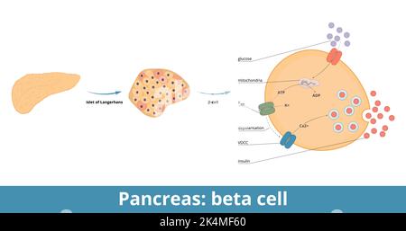 Pancreas: Cellule beta. le cellule β sono un tipo di cellula presente negli isolotti pancreatici che sintetizzano e secernono insulina e amilina. Via del glucosio Illustrazione Vettoriale