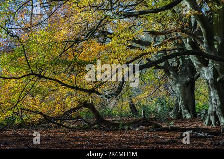 Faggi (fagus sylvatica) nei colori autunnali Foto Stock