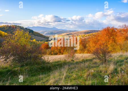 fantastico pomeriggio autunnale a carpazi. immagine iconica della transcarpazia con picco pikui in lontananza. superbo paesaggio serale di cou ucraino Foto Stock