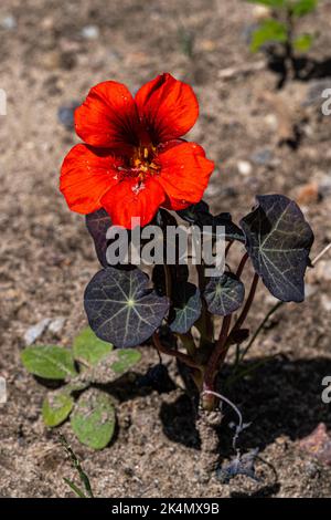 Fiore di Nasturzio Giardino (Tropeolum majus) Foto Stock