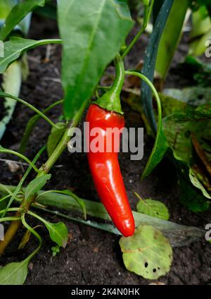 Peperoncino rosso maturo in un orto Foto Stock