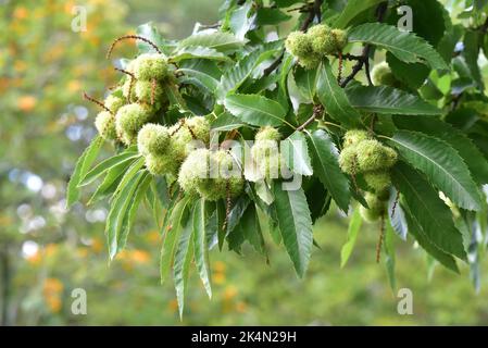 Foglie di castagno di cavallo e frutta di conchiglia, Roath Park, Cardiff, Galles del Sud, famiglia Aesculus hippocastanum genere di Sapoindaceae un grande deciduo Foto Stock