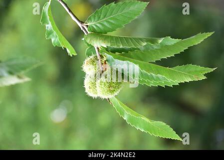Foglie di castagno di cavallo e frutta di conchiglia, Roath Park, Cardiff, Galles del Sud, famiglia Aesculus hippocastanum genere di Sapoindaceae un grande deciduo Foto Stock