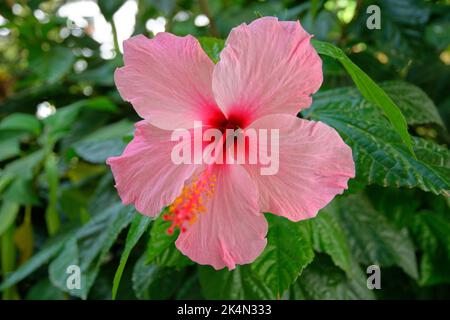 Fiori di ibisco. Foto Stock