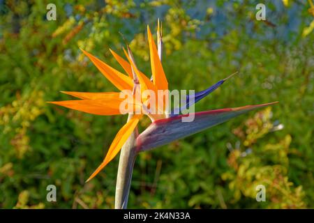 Uccello del Paradiso Fiore. Foto Stock